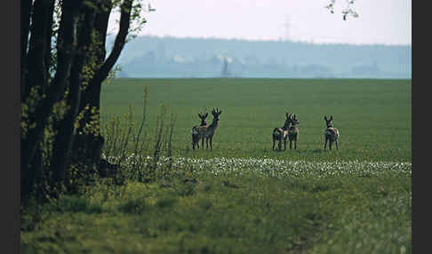 Rehwild (Capreolus capreolus)