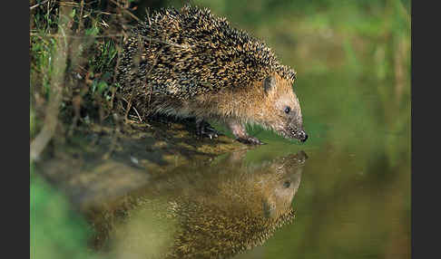 Igel (Erinaceus europaeus)