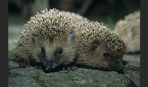 Igel (Erinaceus europaeus)