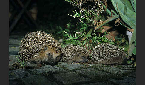 Igel (Erinaceus europaeus)