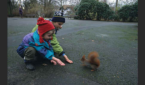 Eichhörnchen (Sciurus vulgaris)