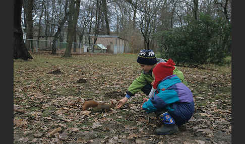 Eichhörnchen (Sciurus vulgaris)