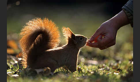 Eichhörnchen (Sciurus vulgaris)