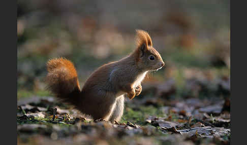 Eichhörnchen (Sciurus vulgaris)