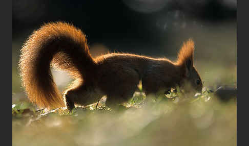 Eichhörnchen (Sciurus vulgaris)