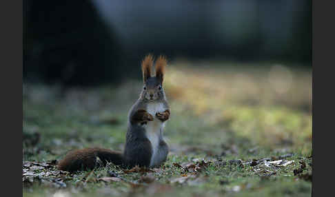 Eichhörnchen (Sciurus vulgaris)