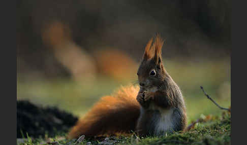 Eichhörnchen (Sciurus vulgaris)