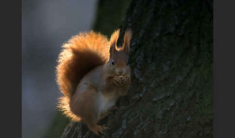 Eichhörnchen (Sciurus vulgaris)