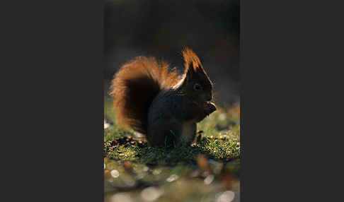 Eichhörnchen (Sciurus vulgaris)