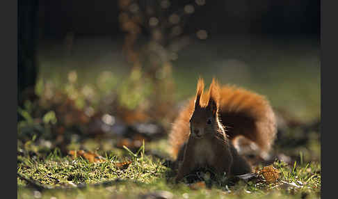 Eichhörnchen (Sciurus vulgaris)