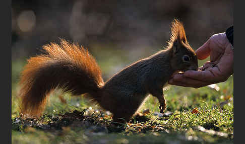 Eichhörnchen (Sciurus vulgaris)