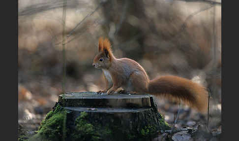 Eichhörnchen (Sciurus vulgaris)