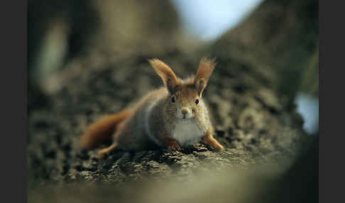 Eichhörnchen (Sciurus vulgaris)