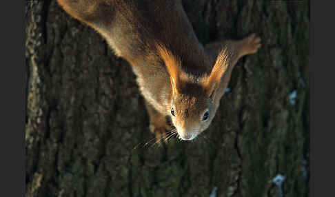 Eichhörnchen (Sciurus vulgaris)