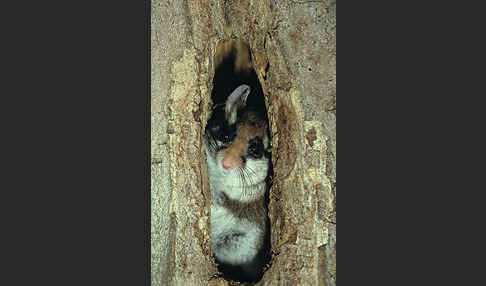 Gartenschläfer (Eliomys quercinus)