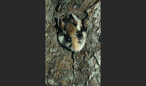 Gartenschläfer (Eliomys quercinus)