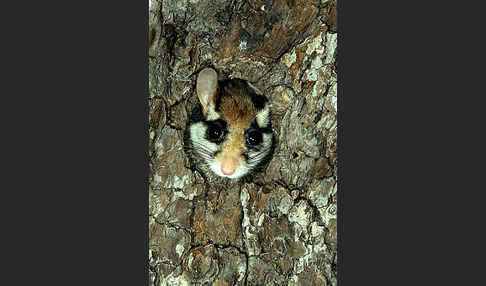 Gartenschläfer (Eliomys quercinus)