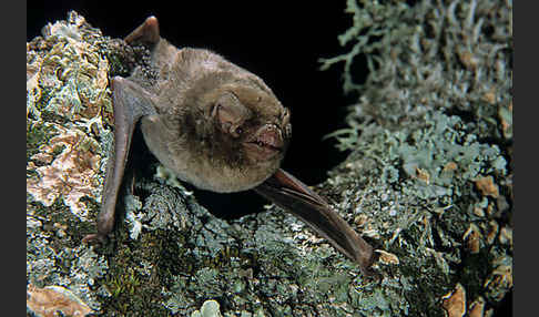 Langflügelfledermaus (Miniopterus schreibersi)