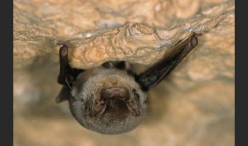 Langflügelfledermaus (Miniopterus schreibersi)