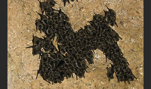 Langflügelfledermaus (Miniopterus schreibersi)