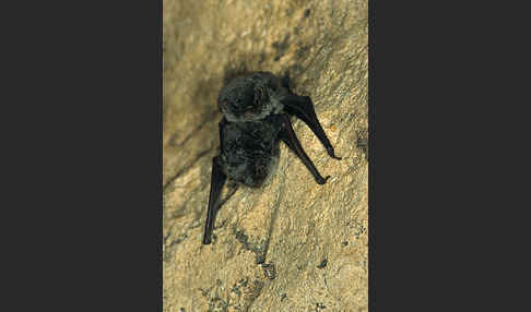 Langflügelfledermaus (Miniopterus schreibersi)