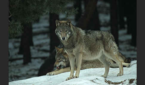 Wolf (Canis lupus)