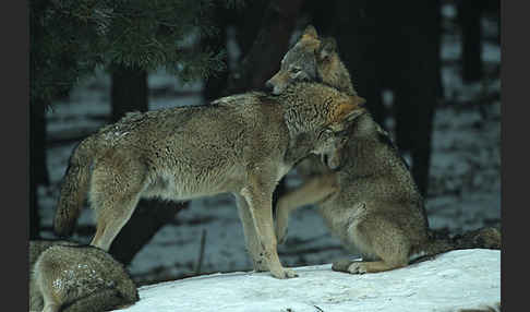 Wolf (Canis lupus)