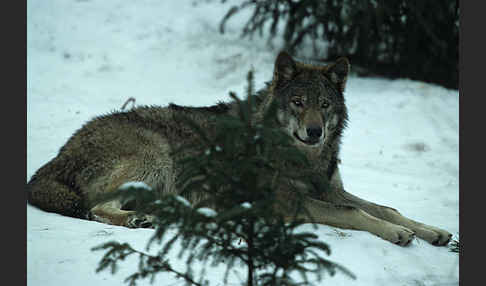 Wolf (Canis lupus)