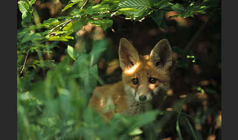 Rotfuchs (Vulpes vulpes)