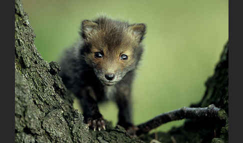 Rotfuchs (Vulpes vulpes)