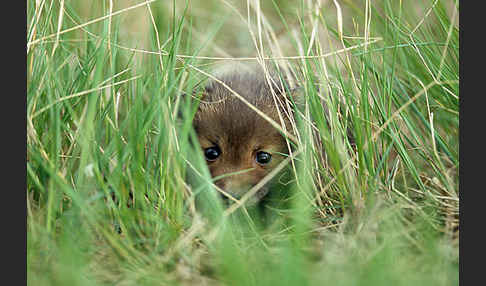 Rotfuchs (Vulpes vulpes)