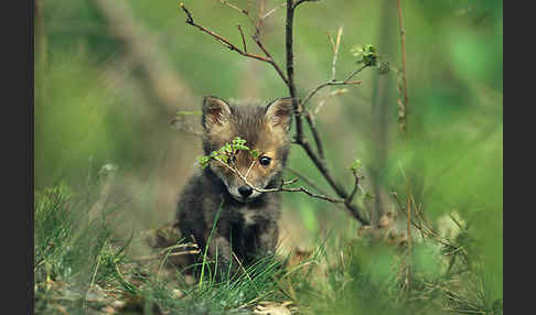 Rotfuchs (Vulpes vulpes)