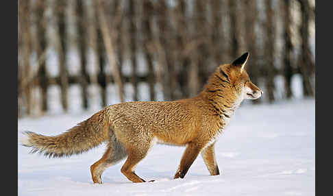 Rotfuchs (Vulpes vulpes)