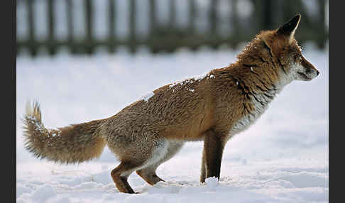 Rotfuchs (Vulpes vulpes)