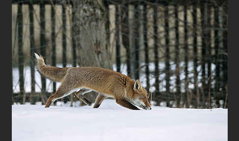 Rotfuchs (Vulpes vulpes)