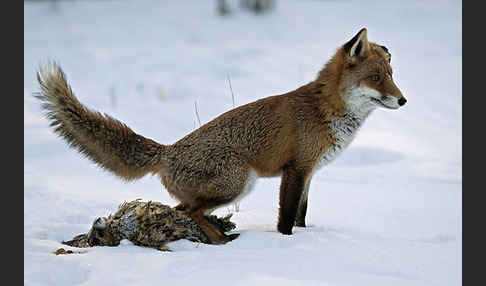 Rotfuchs (Vulpes vulpes)