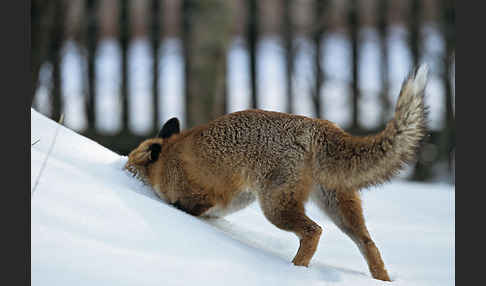 Rotfuchs (Vulpes vulpes)