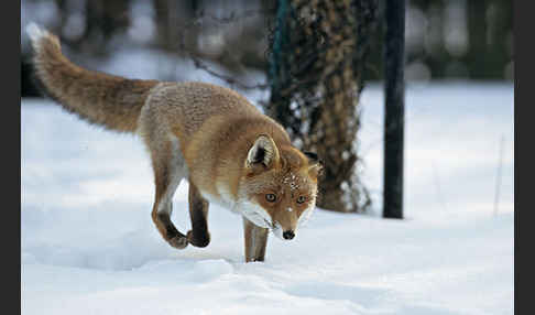 Rotfuchs (Vulpes vulpes)