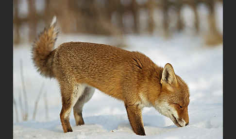 Rotfuchs (Vulpes vulpes)