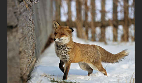 Rotfuchs (Vulpes vulpes)