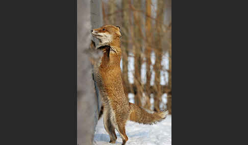 Rotfuchs (Vulpes vulpes)