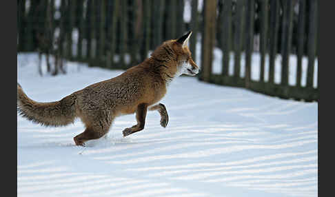 Rotfuchs (Vulpes vulpes)