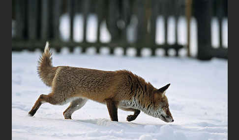 Rotfuchs (Vulpes vulpes)