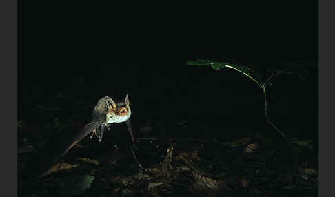 Mausohr (Myotis myotis)