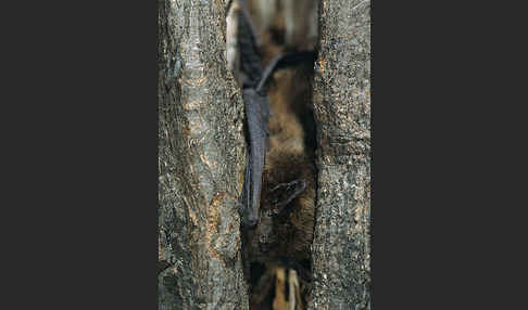 Rauhhautfledermaus (Pipistrellus nathusii)