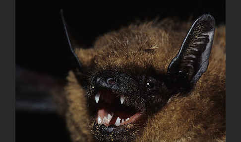 Breitflügelfledermaus (Eptesicus serotinus)