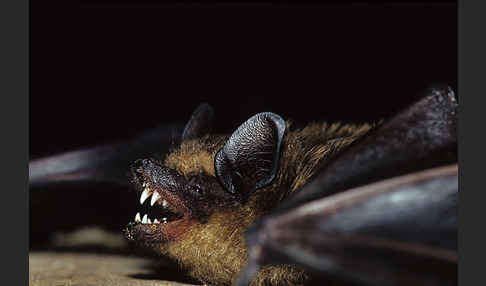 Breitflügelfledermaus (Eptesicus serotinus)