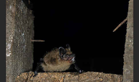 Breitflügelfledermaus (Eptesicus serotinus)