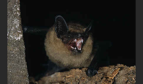 Breitflügelfledermaus (Eptesicus serotinus)