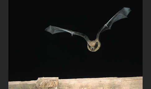 Breitflügelfledermaus (Eptesicus serotinus)